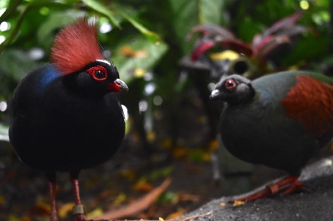 Crested woodpartridge, Randers Regnskov